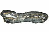 Mammoth Molar Slice with Case - South Carolina #238457-1